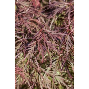 Detailaufnahme: Acer Palmatum Ornatum, Japanischer Ahorn mit filigranen, roten Blättern.