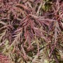 Detailaufnahme: Acer Palmatum Ornatum, Japanischer Ahorn mit filigranen, roten Blättern.