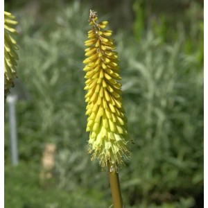 Gelbe Fackellilie 'Wrexham Buttercup' (Kniphofia uvaria) im Detail.