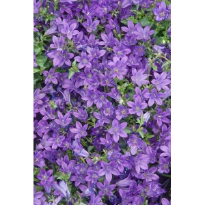 Nahaufnahme der lila blühenden Polsterglockenblume 'Resholt' im 9x9 cm Topf, ideal als Bodendecker.