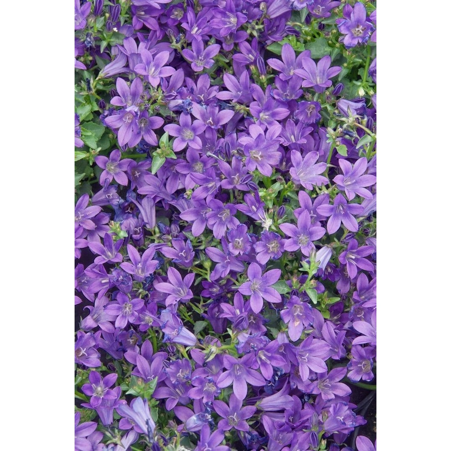 Campanula Portenschlagiana Resholt Polsterglockenblume Ca. 9x9 cm Topf günstig online kaufen