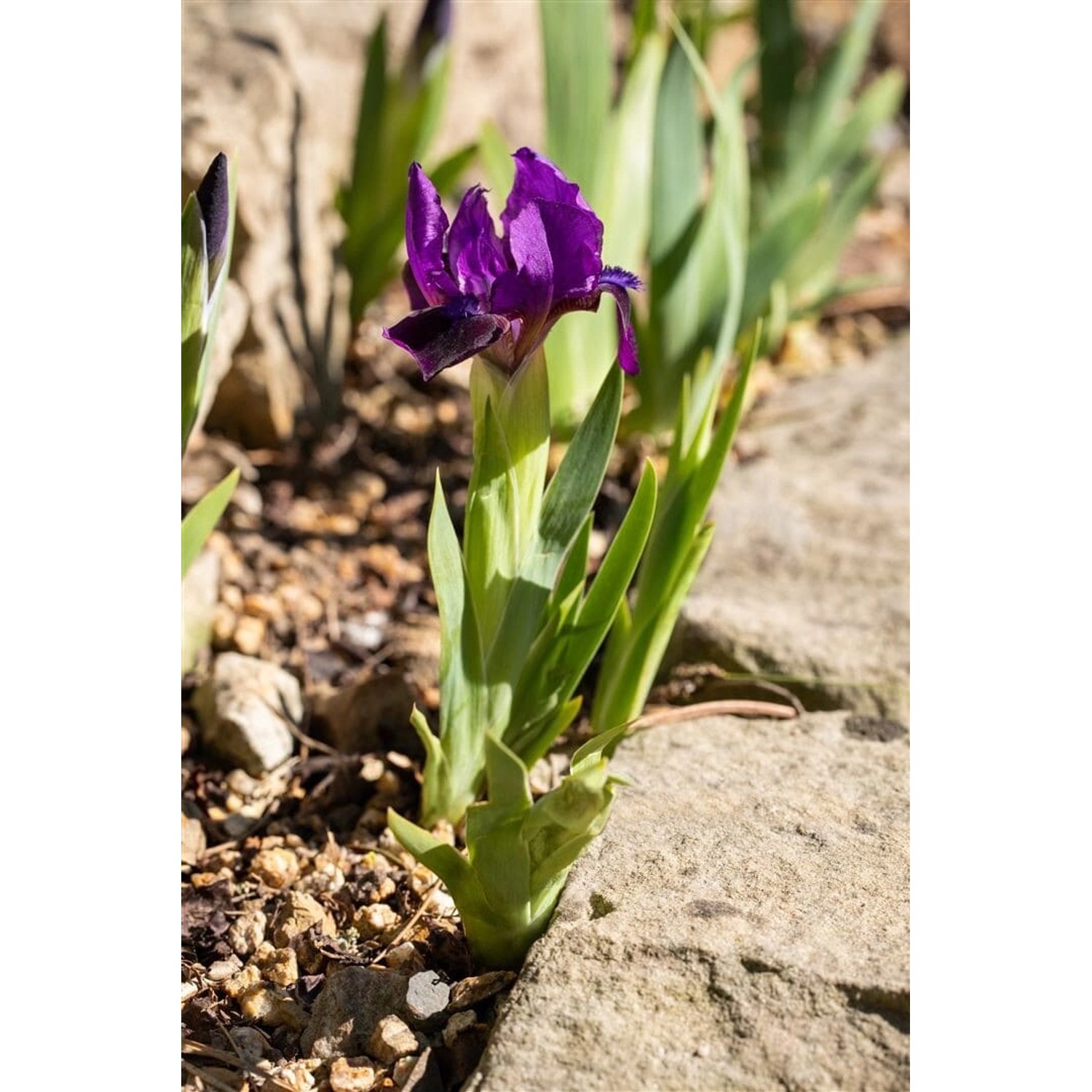Iris X Barb.-nana Cherry Garden Zwergiris Ca. 9x9 cm Topf günstig online kaufen