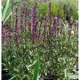 Blühender Salbei Caradonna (Salvia nemorosa) im Topf, violette Blütenstände.