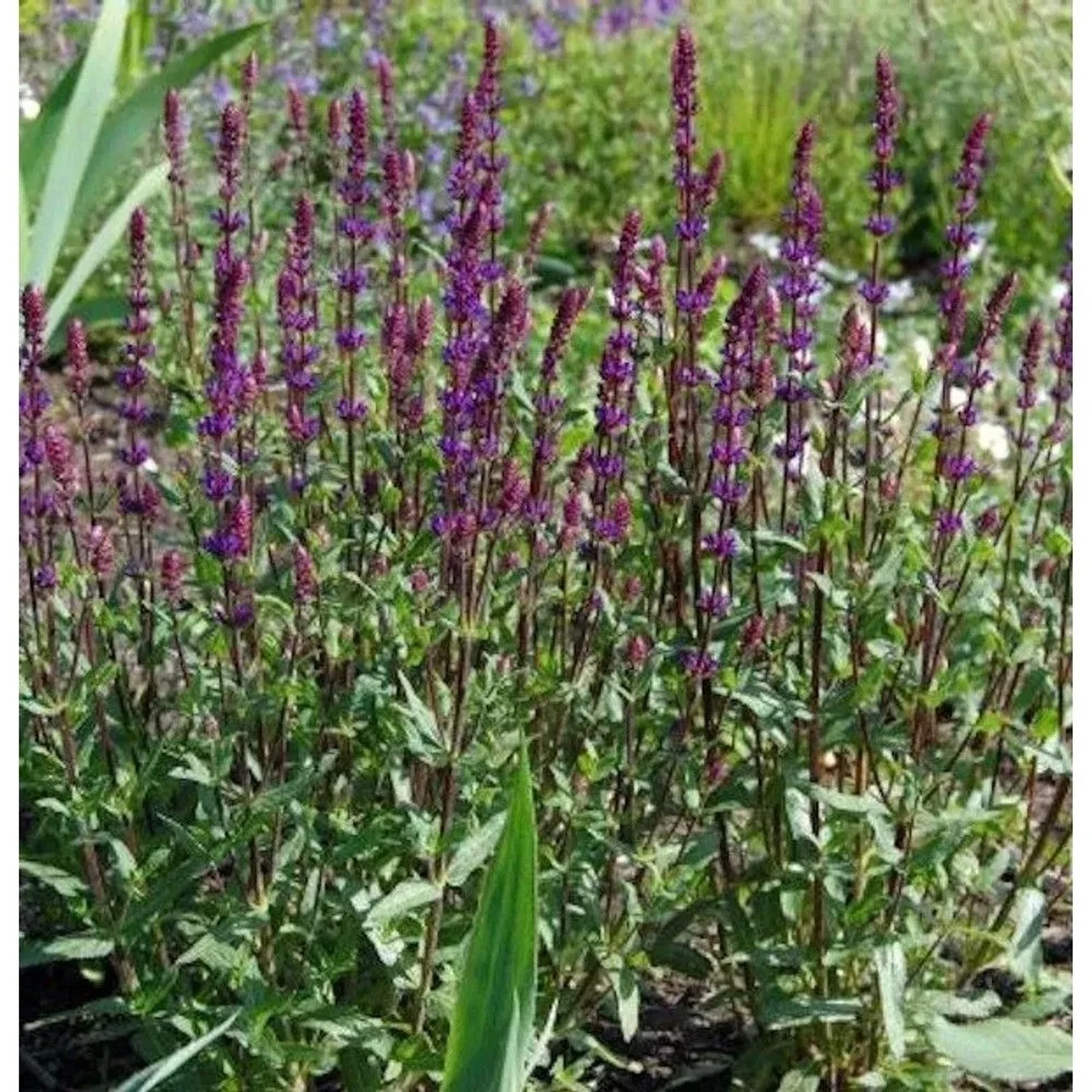 Salbei Caradonna - großer Topf - Salvia nemorosa