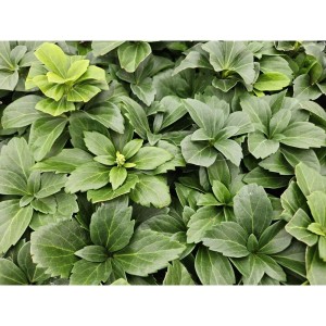 Immergrüner Bodendecker: Schattengrün Dickmännchen (Pachysandra terminalis) im 9cm Topf.