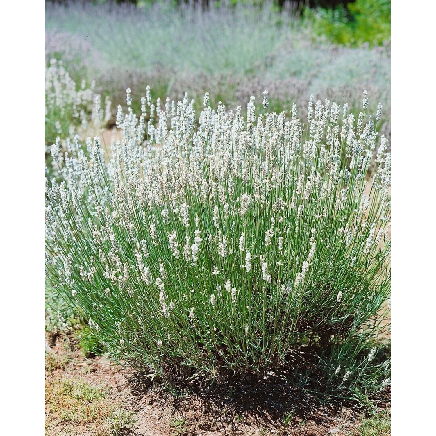 Lavandula Angustifolia Nana Alba Echter Lavendel Ca. 9x9 cm Topf günstig online kaufen