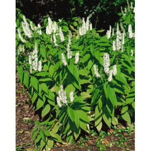 Elsholtzia Stauntonii Duftnessel, 60-80 cm hoch, mit weißen Blütenständen und grünen Blättern.