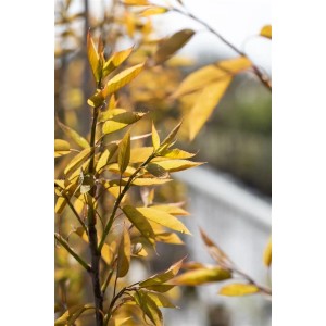 Detailaufnahme der Felsenbirne 'Robin Hill' mit jungen Blättern im Sonnenlicht.