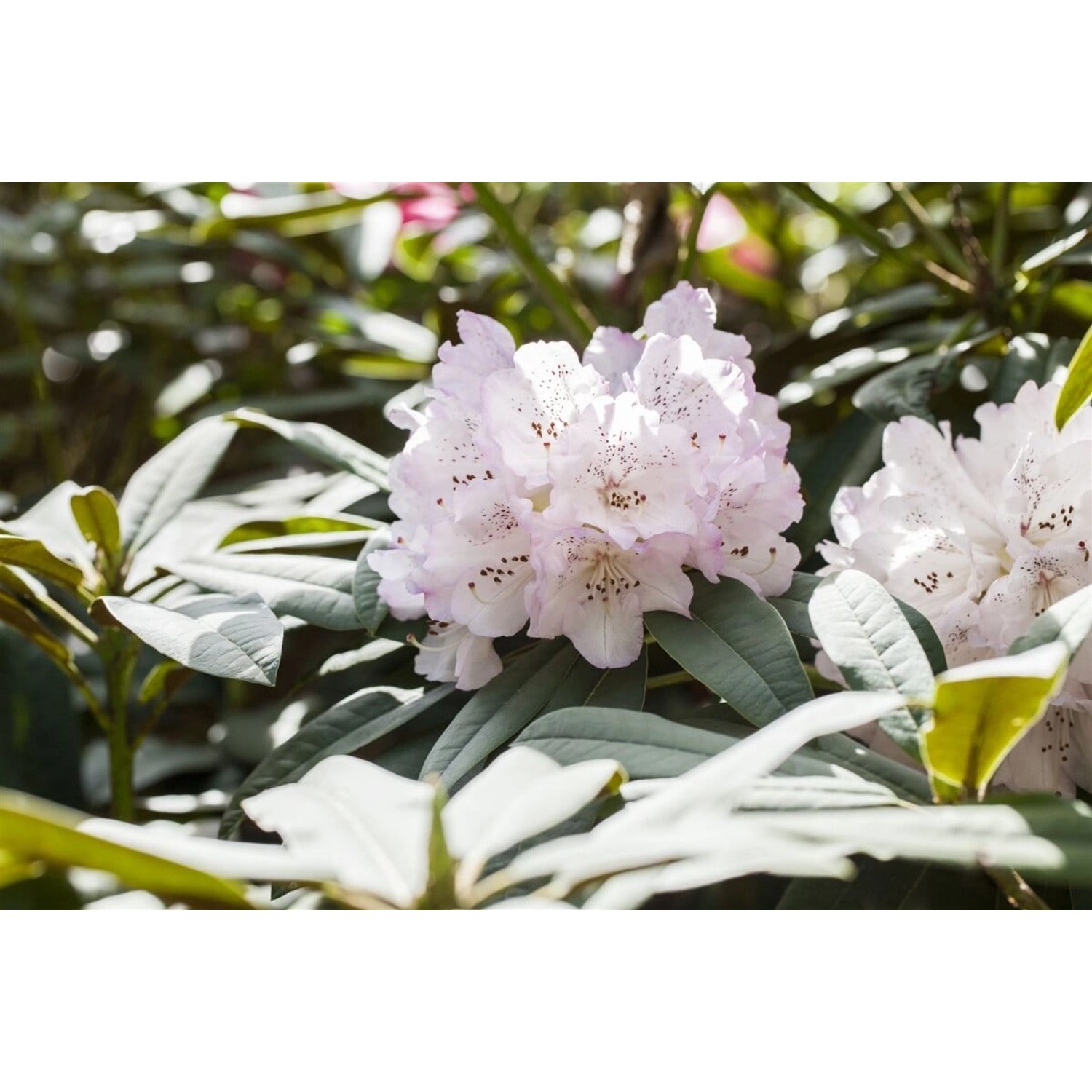 Rhododendron Adenogynum Immergrün Rosa Blüten 80–90 cm günstig online kaufen