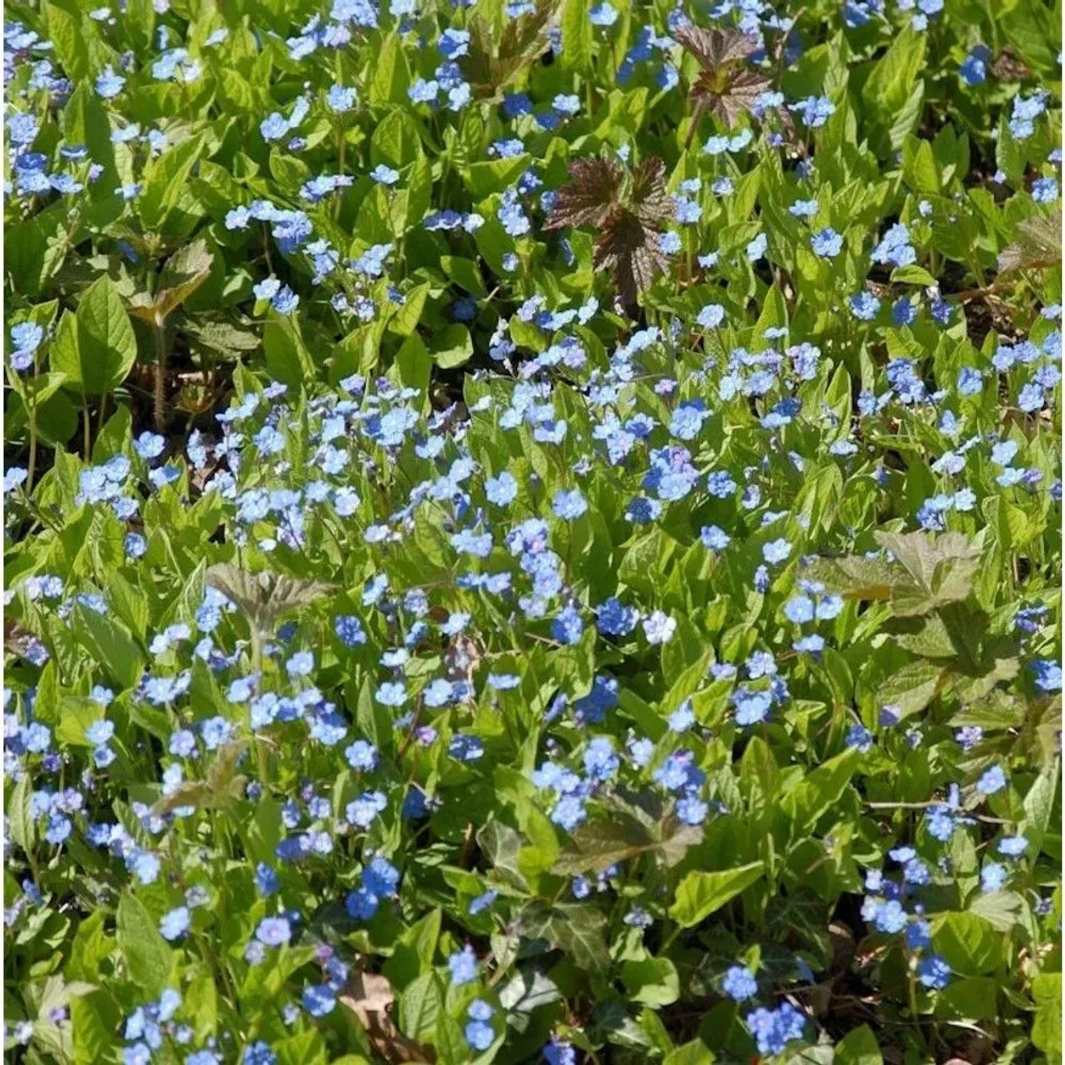 Kaukasus Gedenkmein Cherry Ingram - Omphalodes cappadocica