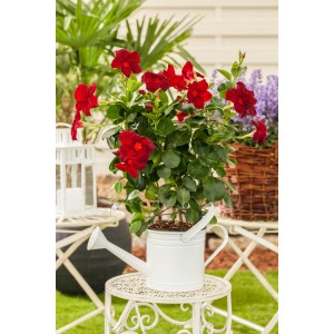 Rote GROW by OBI Dipladenie (Mandevilla) mit Rankhilfe im Topf, präsentiert in einer weißen Gießkanne.