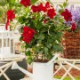 Rote GROW by OBI Dipladenie (Mandevilla) mit Rankhilfe im Topf, präsentiert in einer weißen Gießkanne.