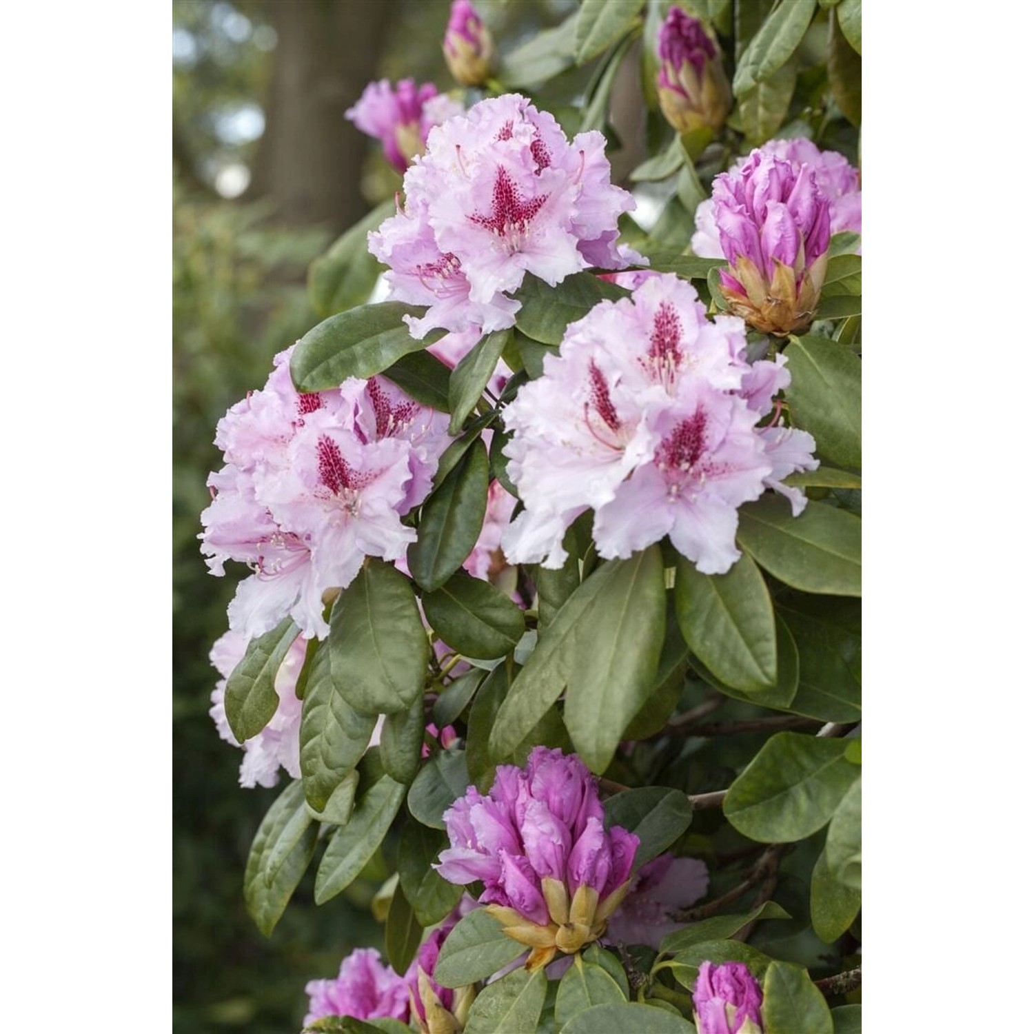 Rhododendron Hybr. Progres Rhododendron 30–40 cm Rosa Blüten günstig online kaufen