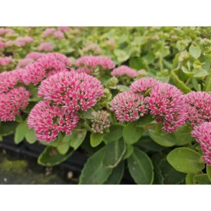 Fette Henne 'Herbstfreude' im 9cm Topf, rosa blühende, pflegeleichte Bodendecker Staude.