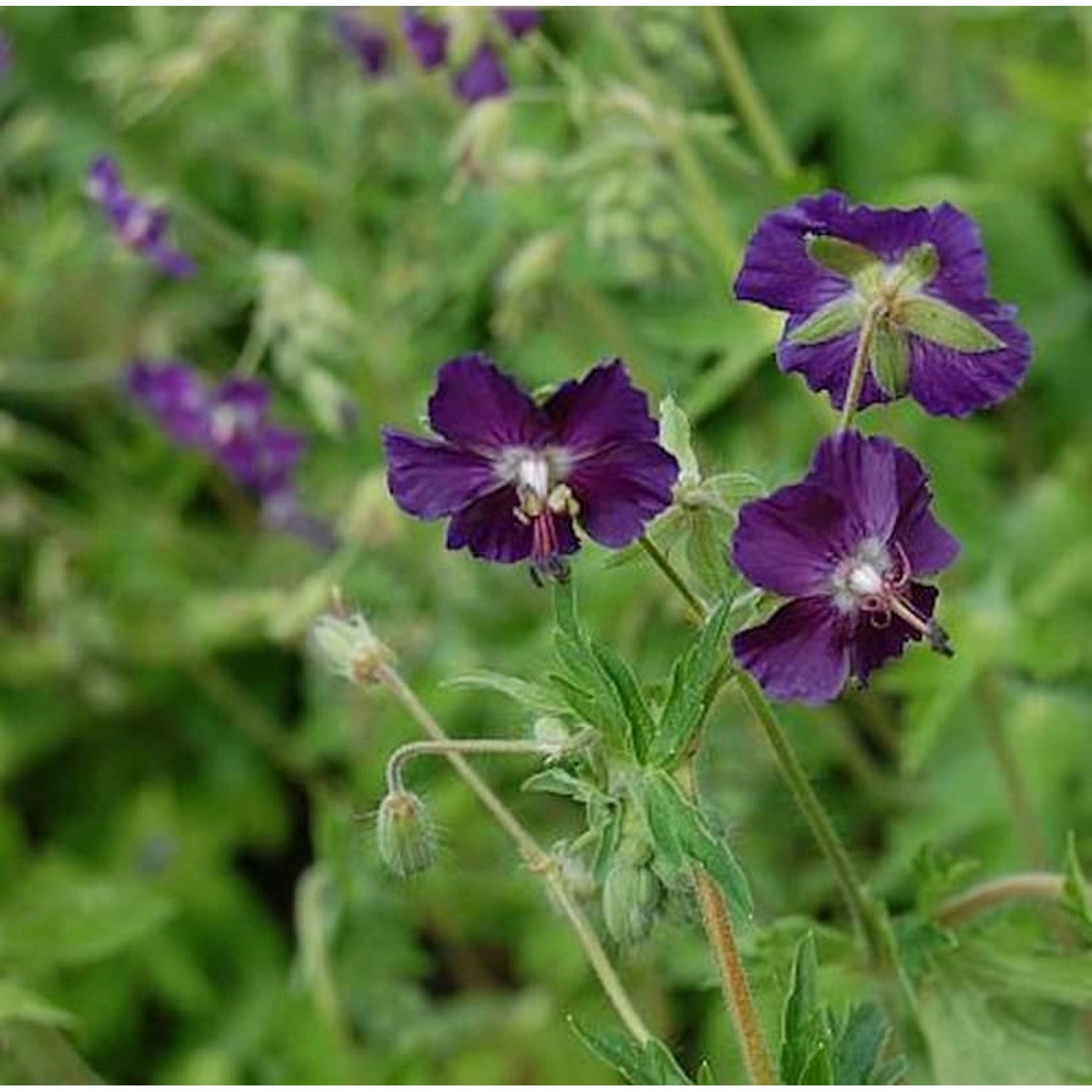 Storchenschnabel Lilly Lovell - Geranium phaeum günstig online kaufen