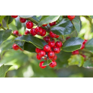 Nahaufnahme: Ilex aquifolium 'Alaska' mit roten Beeren und grünen Blättern. Stechpalme als Heckenpflanze.