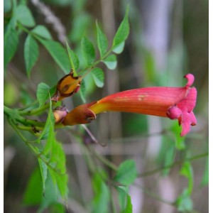 Amerikanische Trompetenblume (Campsis radicans) mit oranger Blüte und grünen Blättern.