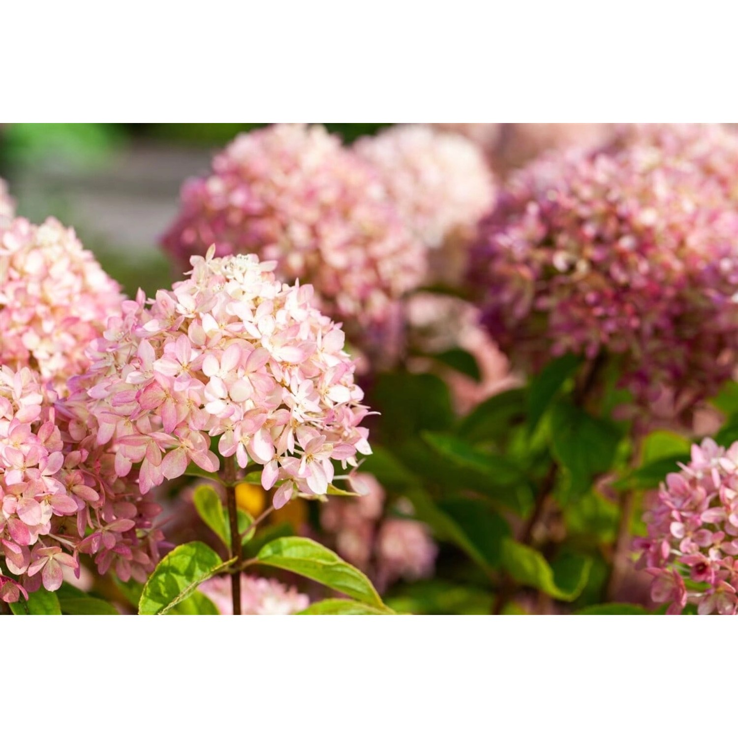 Hydrangea Arborescens Schneeballhortensie Candybelle Marshmallow 60-80 cm günstig online kaufen