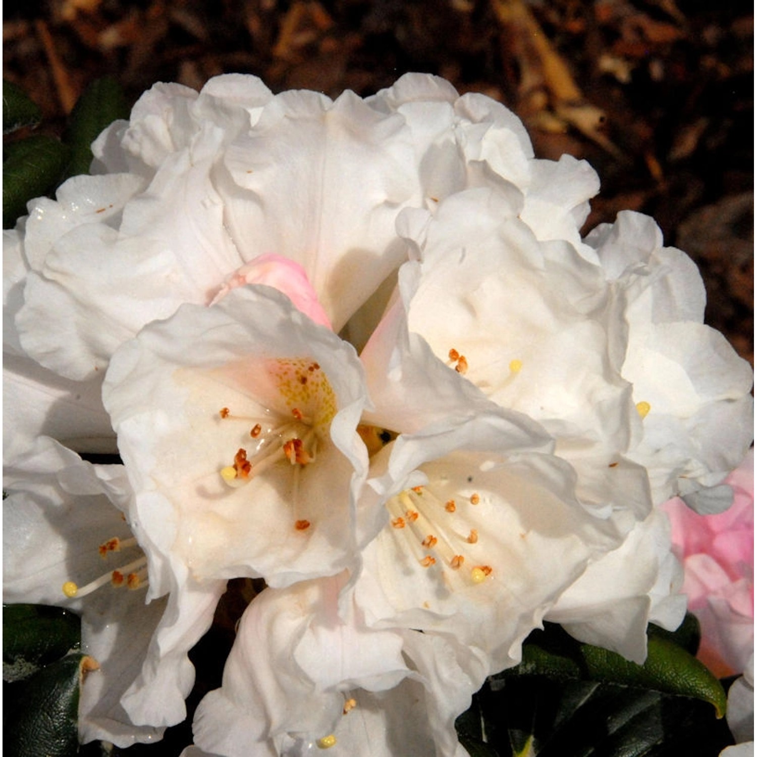 INKARHO - Rhododendron Koichiro Wada 15-20cm - Alpenrose günstig online kaufen