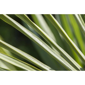 Nahaufnahme der grünen Blätter einer Hanfpalme (Trachycarpus fortunei) von GROW by OBI.