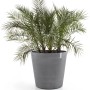Grauer Ecopots Pflanztopf Amsterdam Ø 60 cm mit Rollen, bepflanzt mit einer Dattelpalme.
