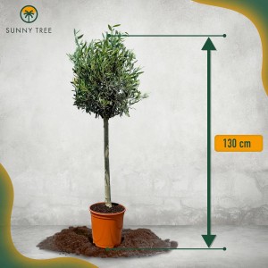 Olivenbaum 'Sunny-Tree', 130 cm hoch, im Topf. Winterhart bis -18°C, fruchtbildend, für sonnige Standorte.