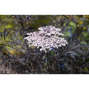 Dunkelroter Schwarzer Holunder Black Lace (Sambucus Nigra) mit zarten rosa Blüten.