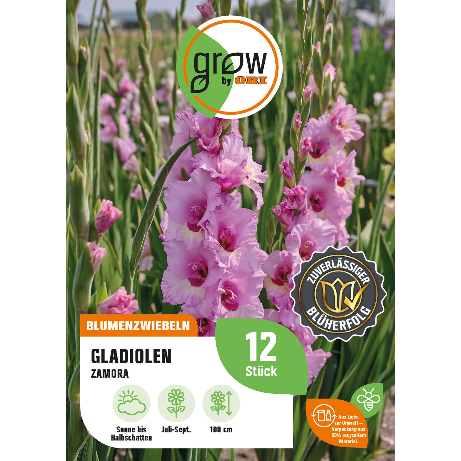 GROW by OBI Gladiole Zamora Höhe ca. 100 cm Gladiolus grandiflorus günstig online kaufen