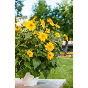 Gefüllte, gelbe Sonnenblume 'Sunfinity Double Yellow' im Topf (Ø 17cm) auf Gartentisch.
