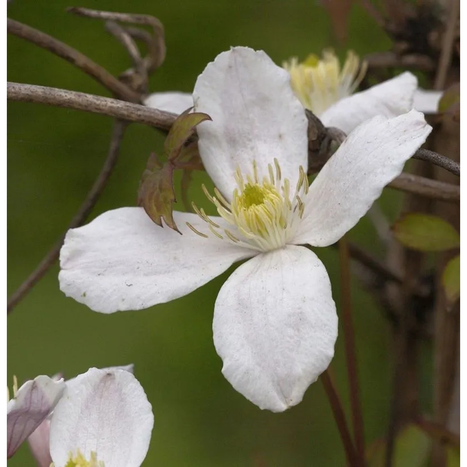 Berg Waldrebe Grandiflora 40-60cm - Clematis montana