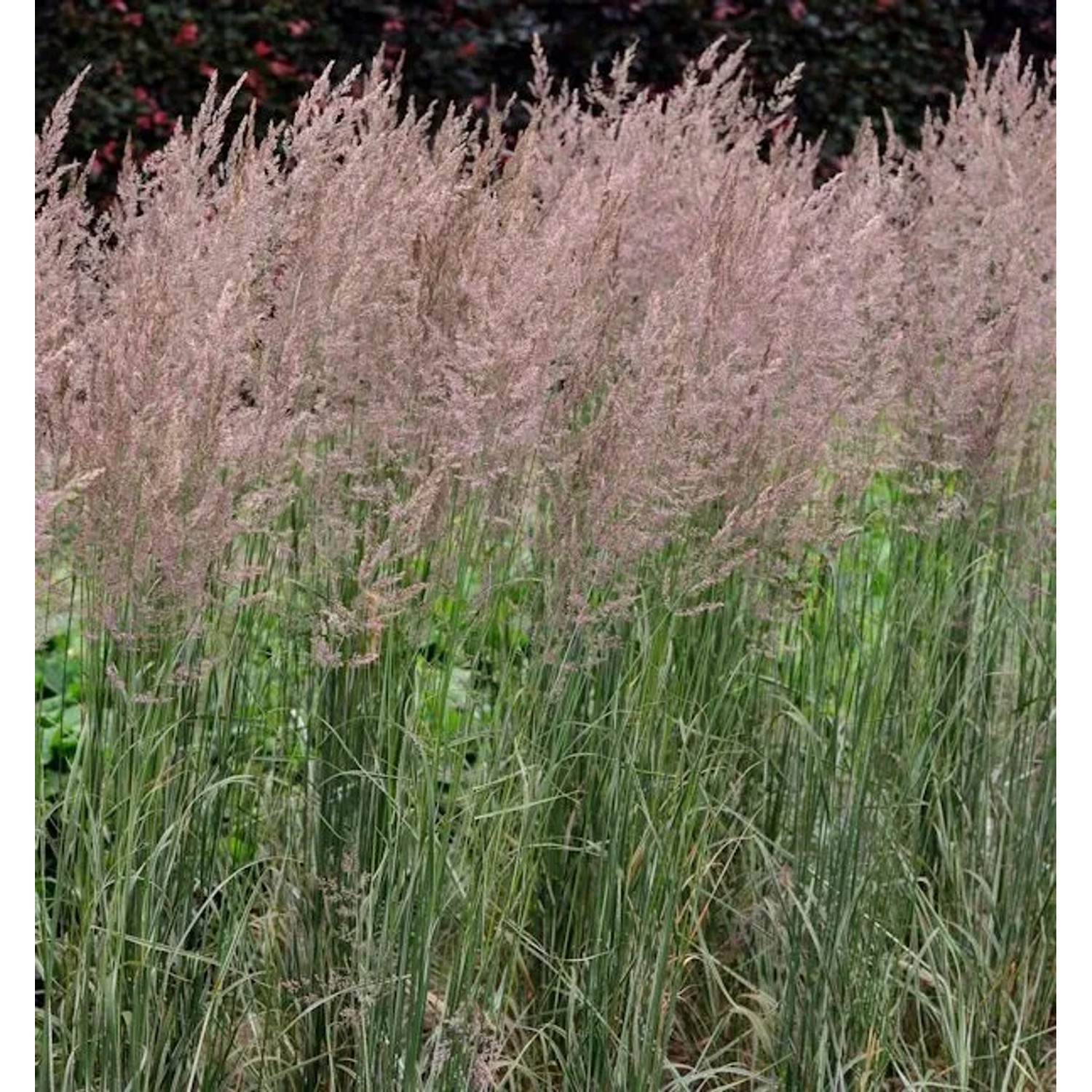 Reitgras Overdam - großer Topf - Calamagrostis acutiflora
