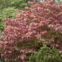 Japanischer Schneeball 'Mariesii' mit rot gefärbten Blättern im Herbst. Dekorative Solitärpflanze für den Garten.