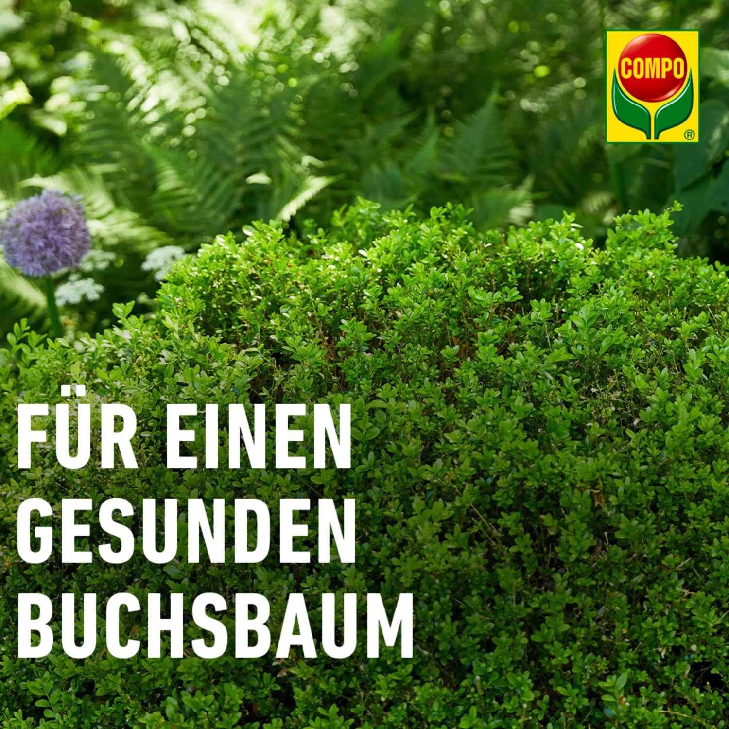 Gesunder Buchsbaum mit Compo Buchsbaumzünsler K.O. für den Schutz vor Schädlingen.