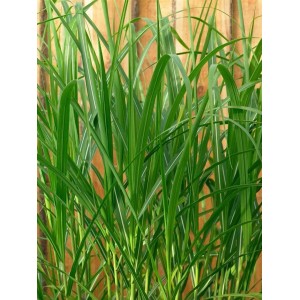 Grünes Miscanthus Giganteus Chinaschilf Aksel Olsen im 3-5 Liter Container vor Holzwand.
