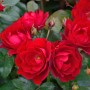 Nahaufnahme der leuchtend roten Floribundarose Milano mit grünen Blättern und Knospen.