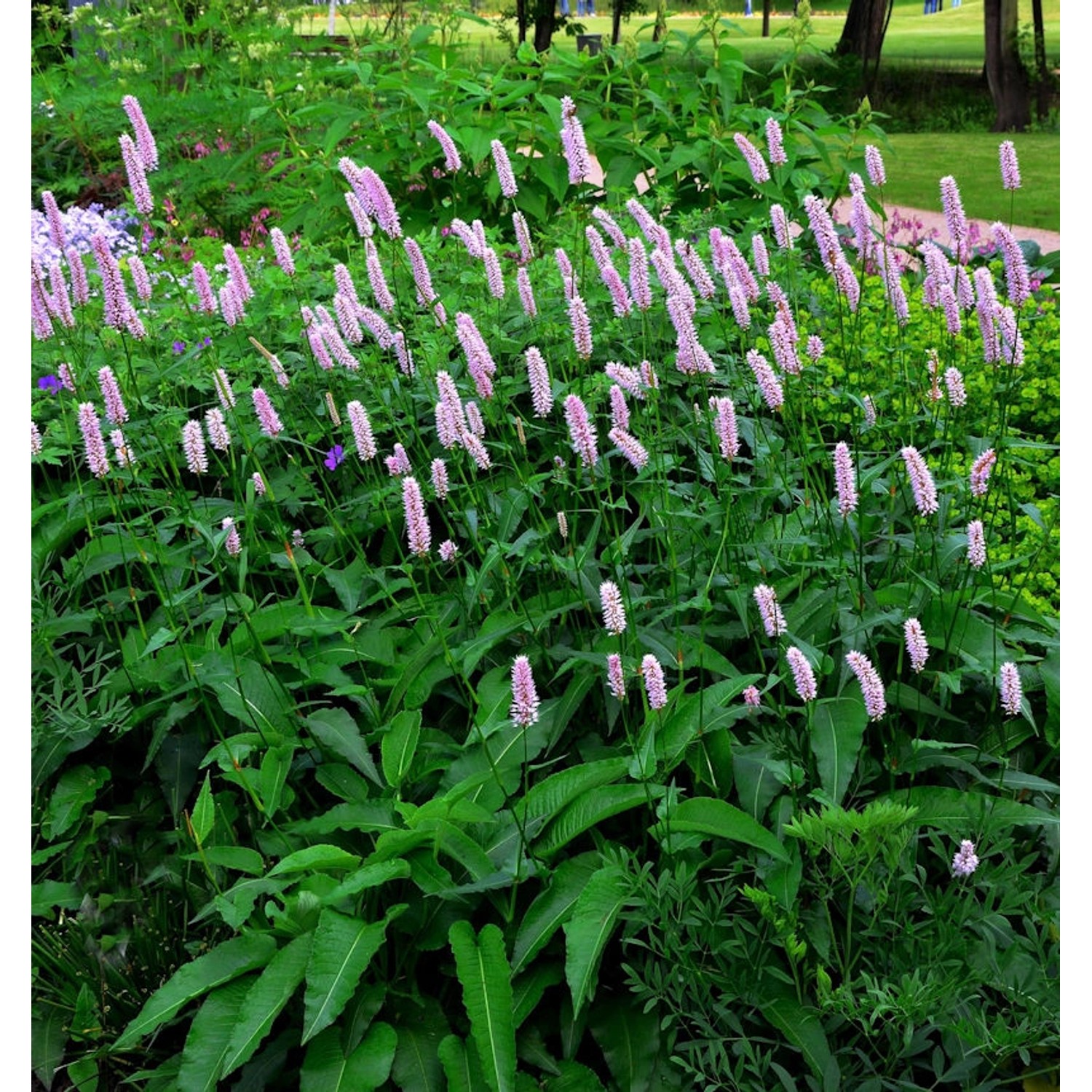 Wiesenknöterich Hohe Tatra - Persicaria bistorta günstig online kaufen