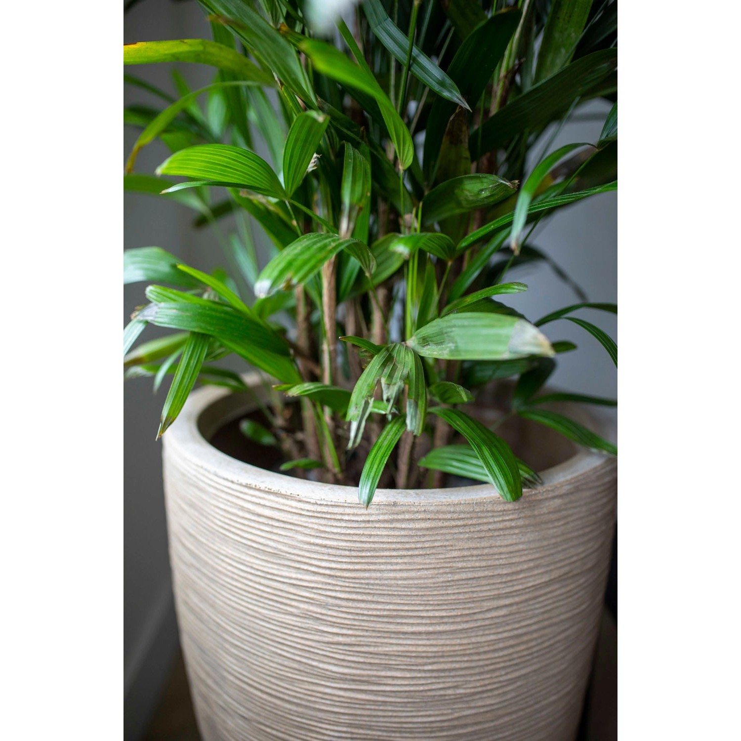 Capi Übertopf Waste Rib Terrazzo Beige, 34x46cm, mit Pflanze. Pflanzsäule für Innen & Außen.