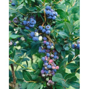 Winterharte Heidelbeere 'Hardyblue' mit reifen, blauen Beeren und grünen Blättern.