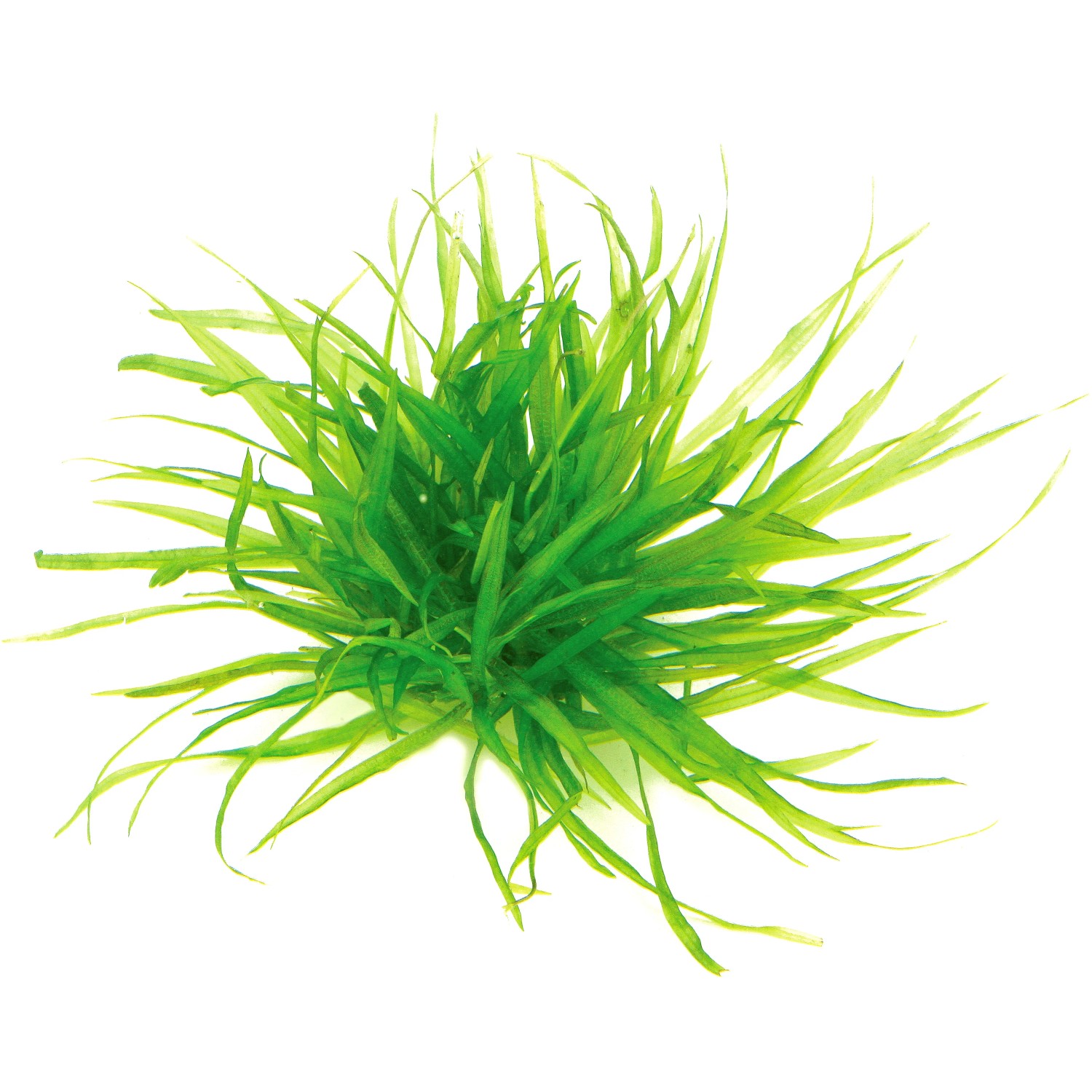 Dennerle Blyxa japonica Aquariumpflanze, japanisches Fadenkraut für den Vordergrund im Aquarium.