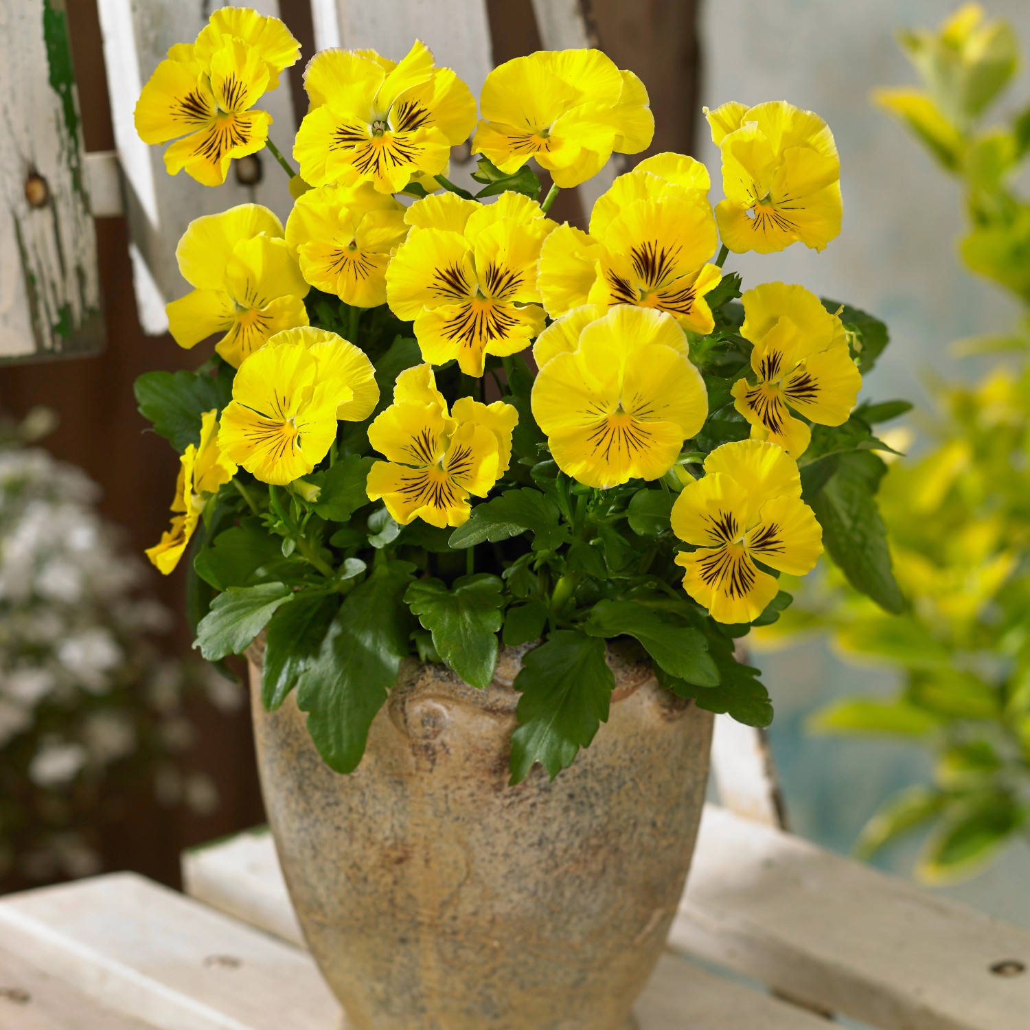 Gelbes Blu Bio-Stiefmütterchen (Viola wittrockiana) im Topf, essbare Blüten.