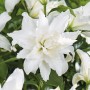 Nahaufnahme der weißen, gefüllten Blüte der Lilie Oriental Lotus Beauty von GROW by OBI.