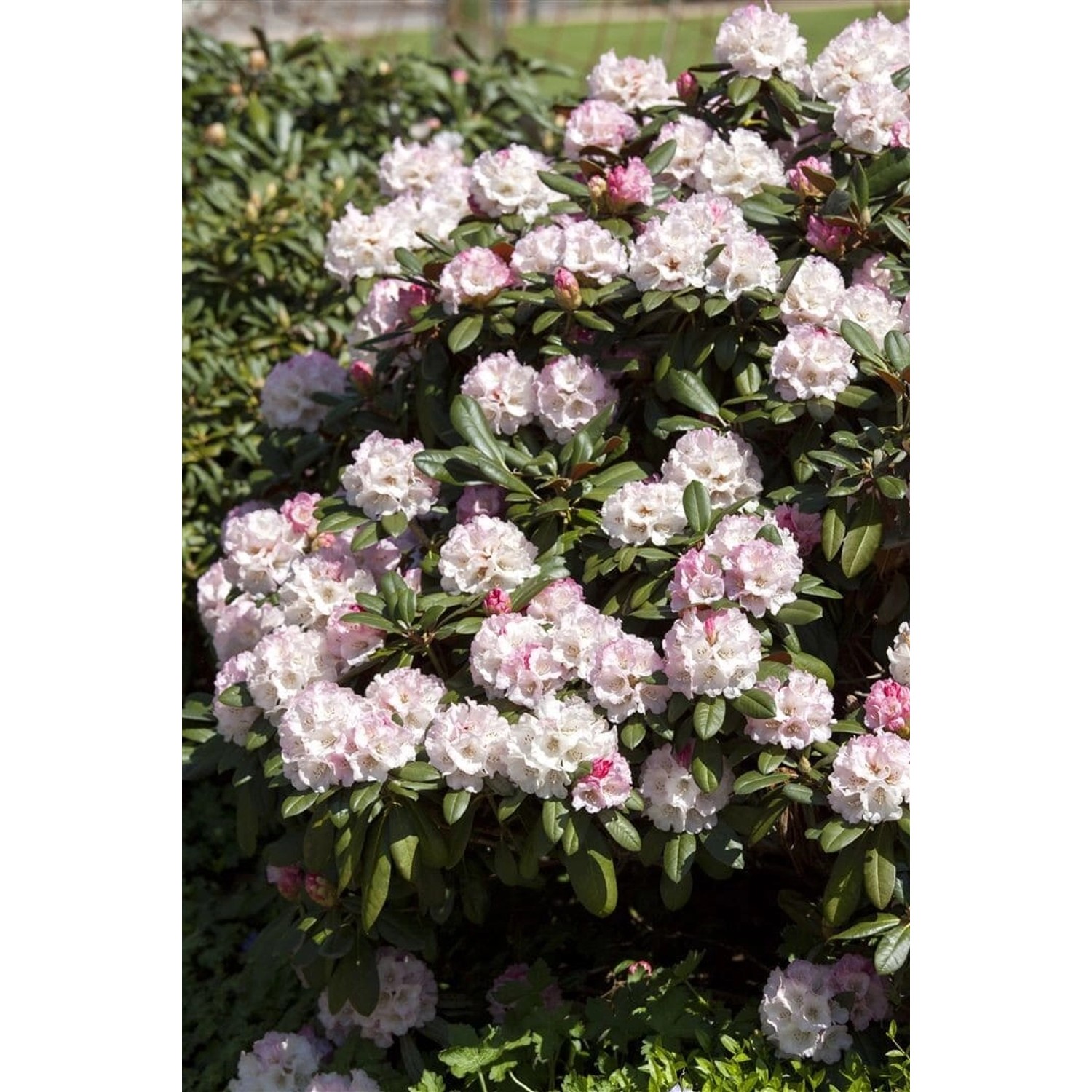 Rhododendron Yakushimanum Neat-O Kompakt Rosa Blüten 50–60 cm günstig online kaufen