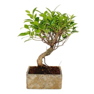 Exotenherz Bonsai Ficus in Steinoptik, 6 Jahre alt, in moderner Keramikschale.