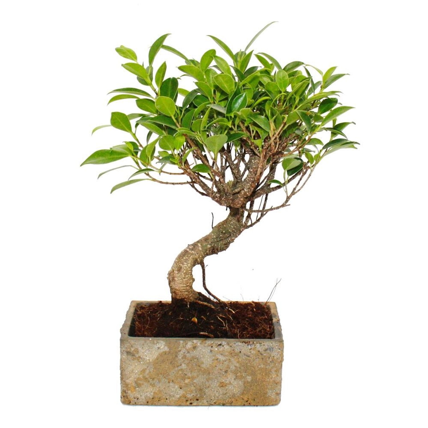 Exotenherz Bonsai für Zimmer in Moderner Trendkeramik Zimmerbonsai