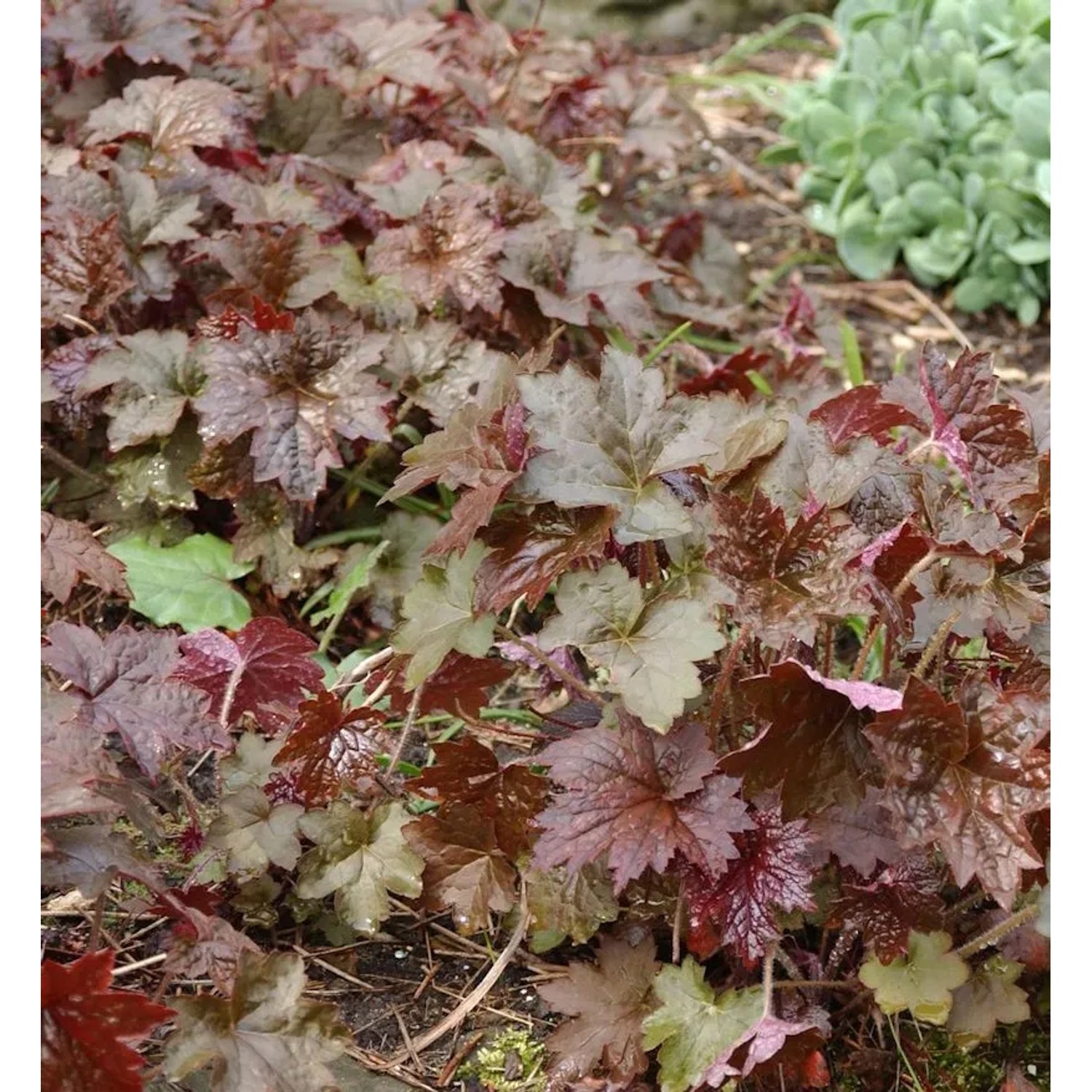Silberglöckchen Forever Purple - Heuchera cultorum