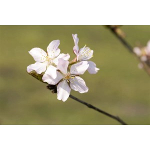 Nahaufnahme der rosa Blüten der Prunus Kurilensis Ruby Zierkirsche.