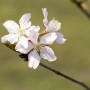 Nahaufnahme der rosa Blüten der Prunus Kurilensis Ruby Zierkirsche.