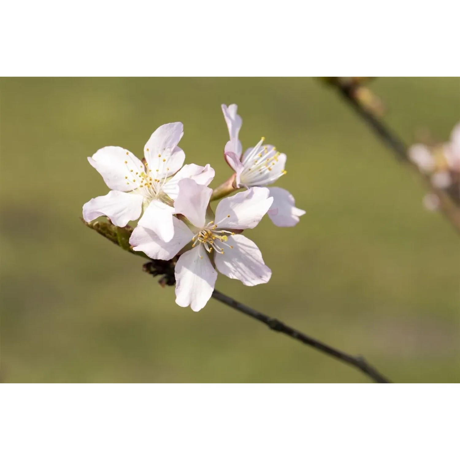 Nahaufnahme der rosa Blüten der Prunus Kurilensis Ruby Zierkirsche.