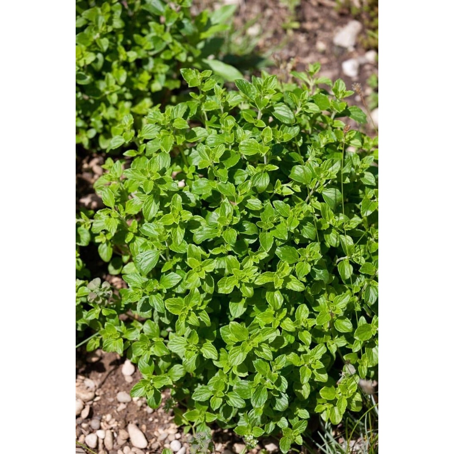 Calamintha Nepeta Triumphator Bergminze Ca. 9x9 cm Topf günstig online kaufen
