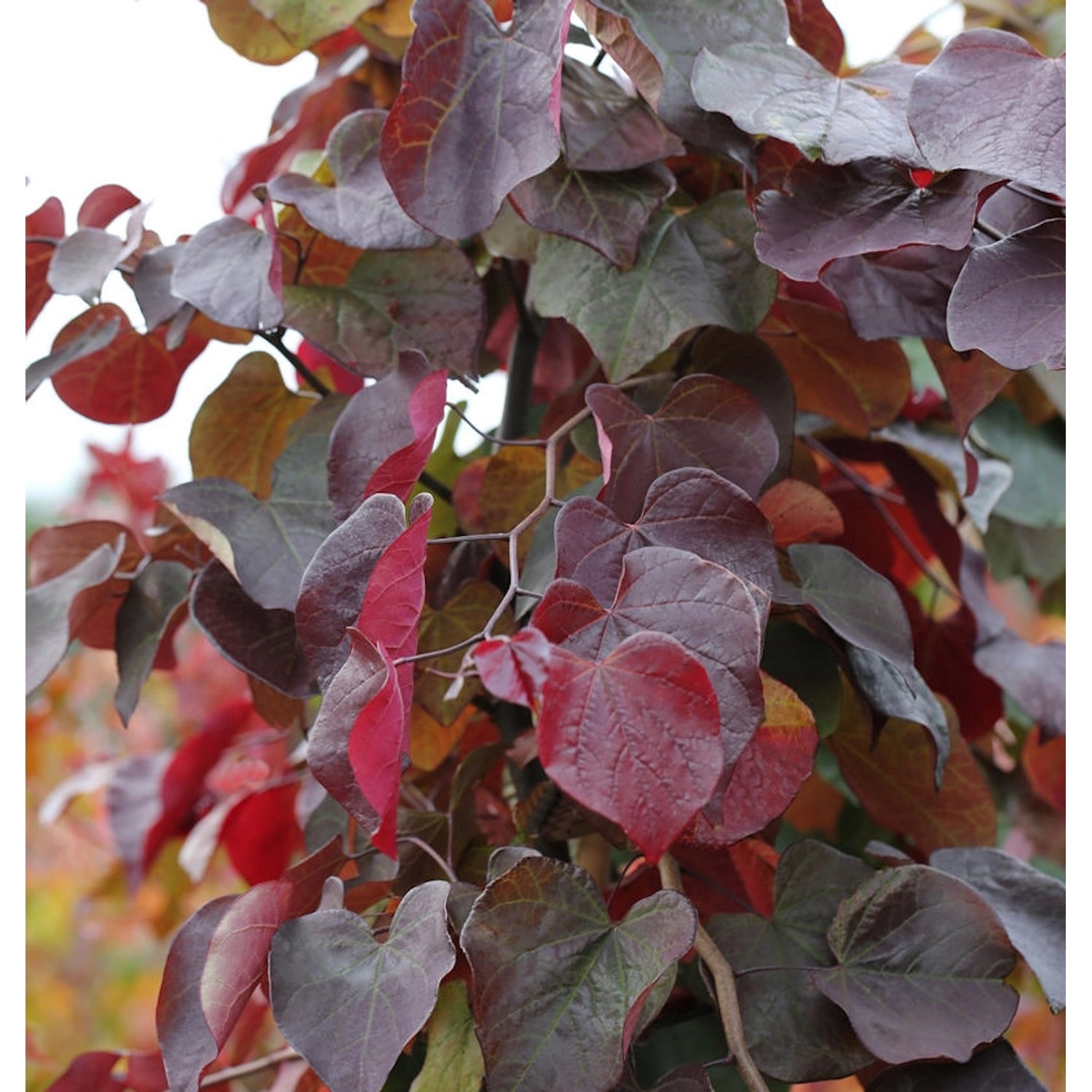 Kanadischer Judasbaum Merlot 40-60cm - Cercis canadensis günstig online kaufen